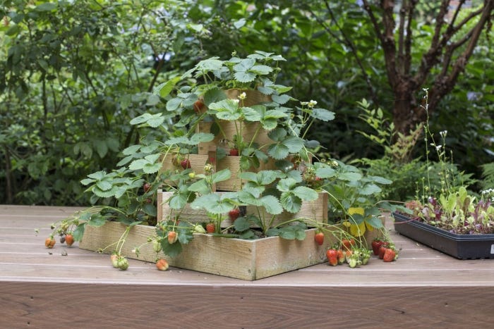 How To Build a Strawberry Planter