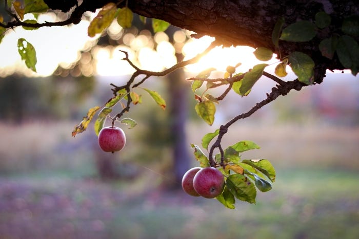 Your Guide To Pruning