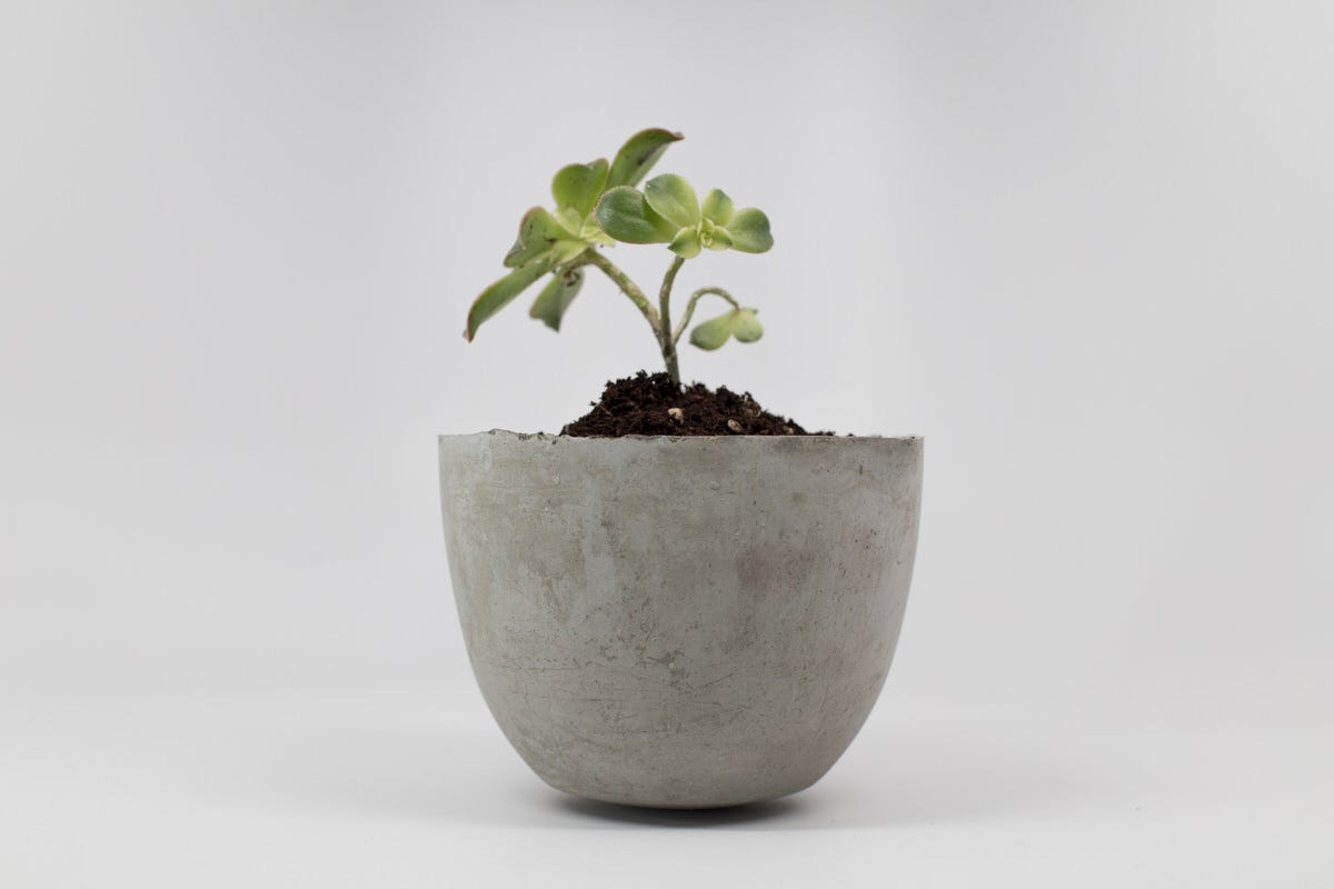 DIY Cement Planter