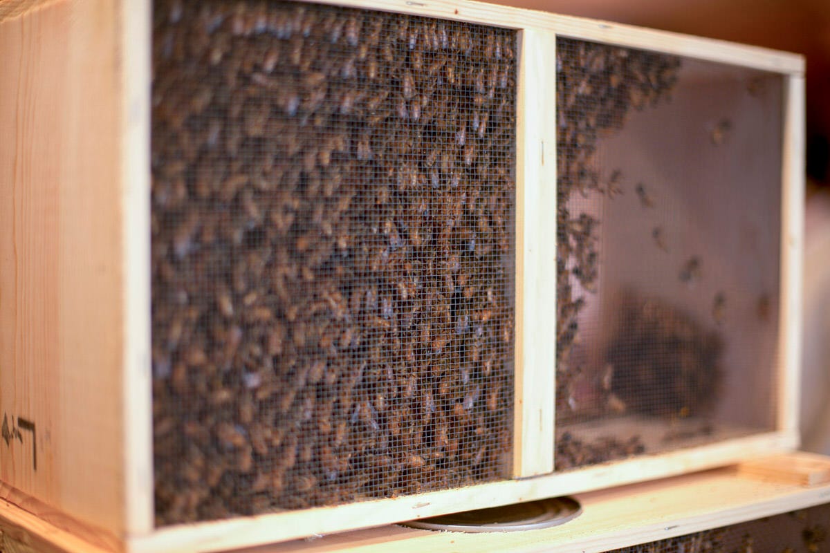 How to "Bee" a Beekeeper in Seattle