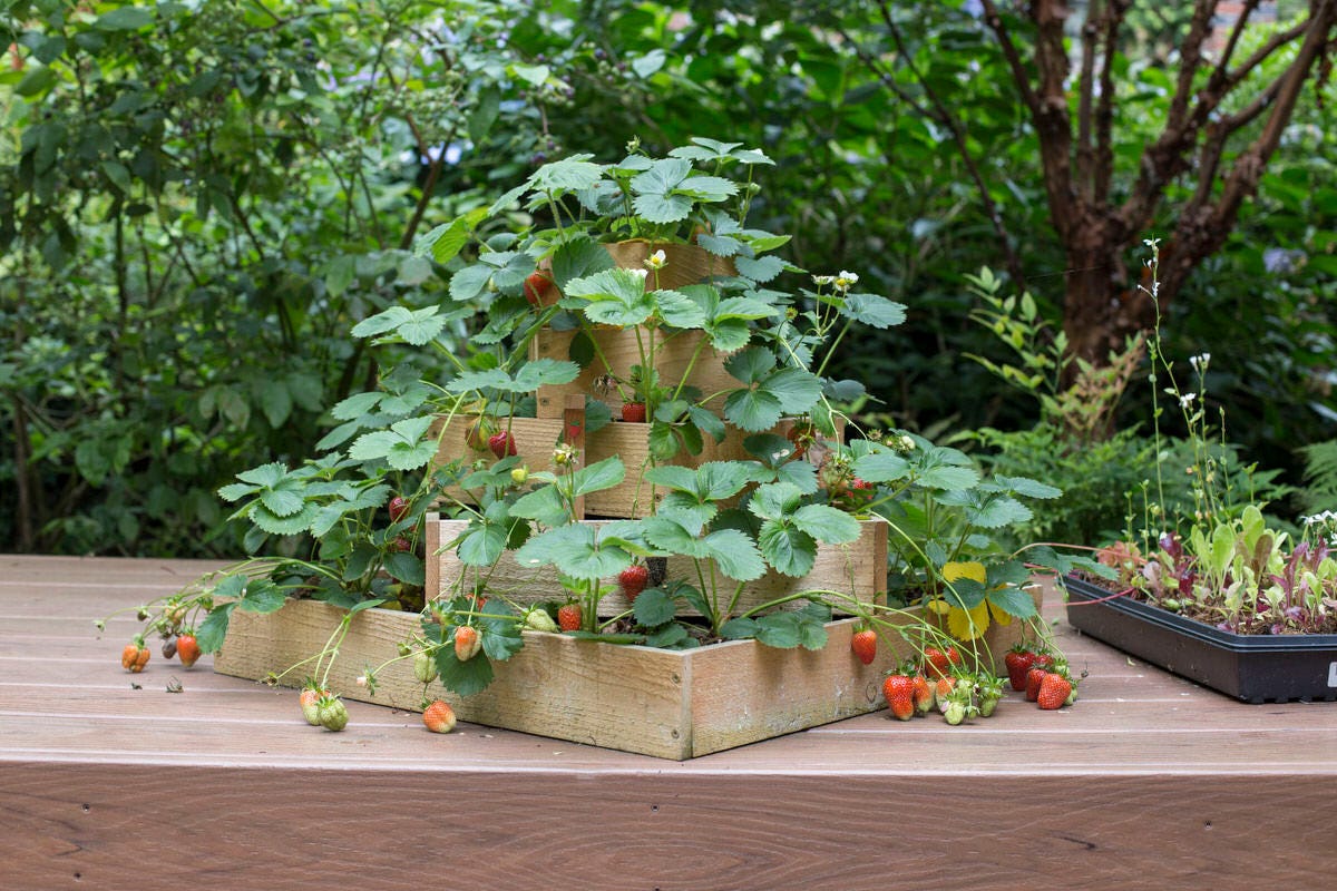 How To Build a Strawberry Planter