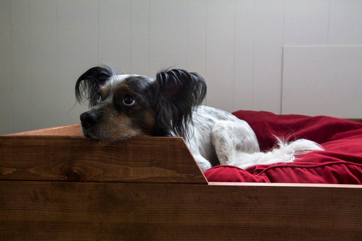 How to Make a DIY Dog Bed