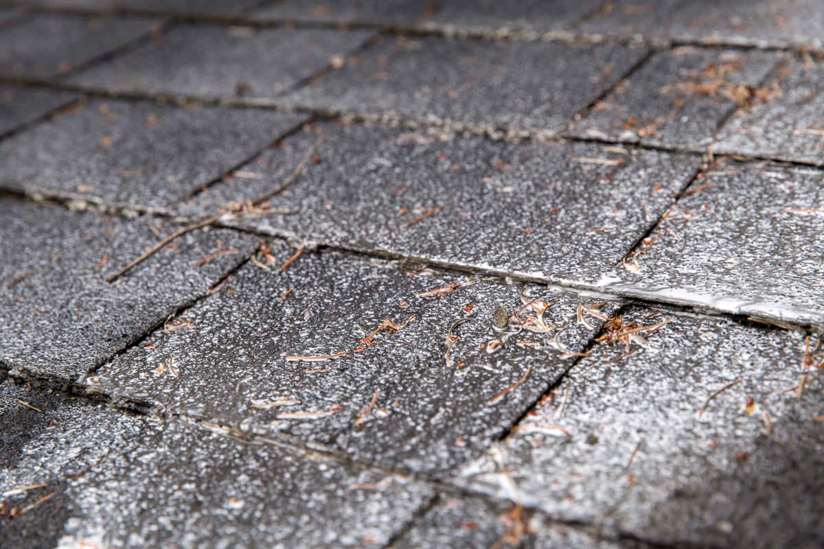 How to Treat and Remove Moss From Your Roof Like a Professional
