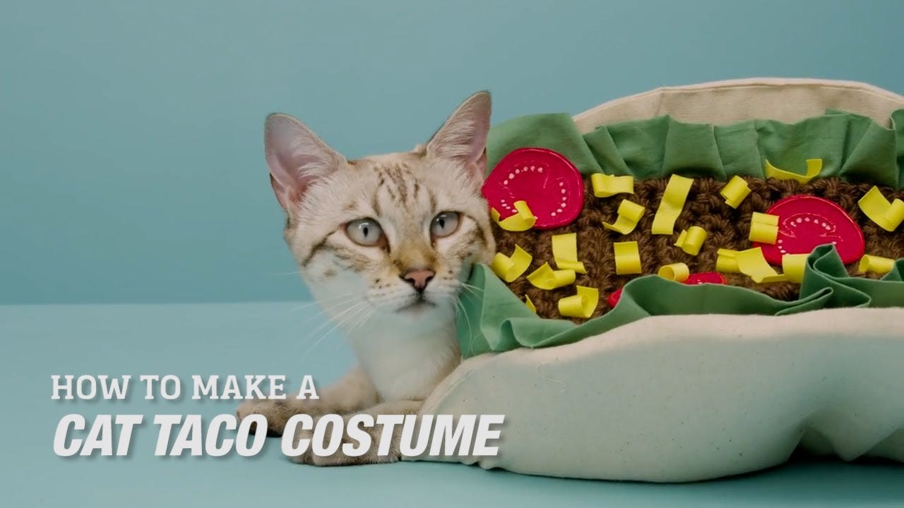 How to Make a DIY Cat Taco Costume