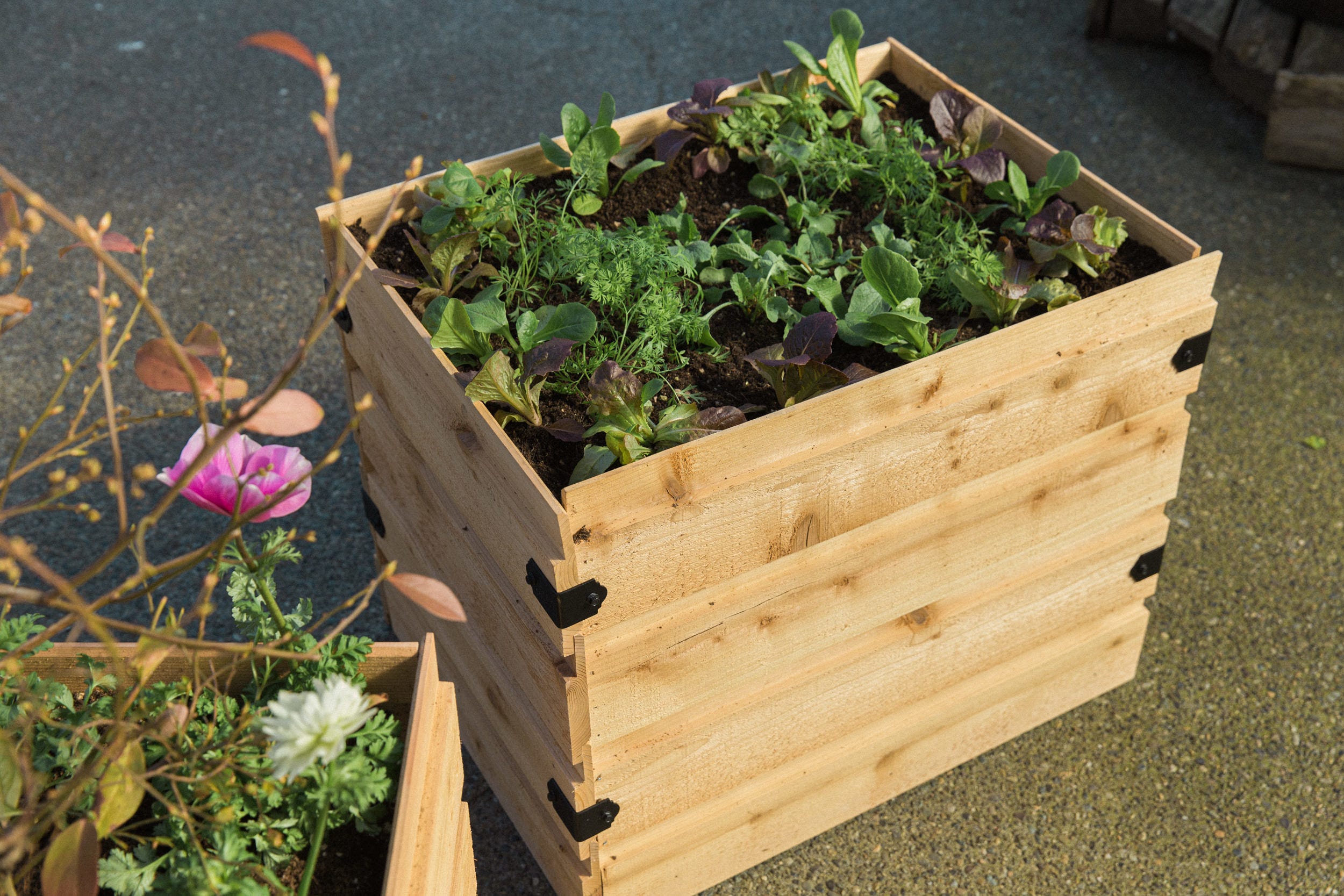 How To Garden in Planter Boxes