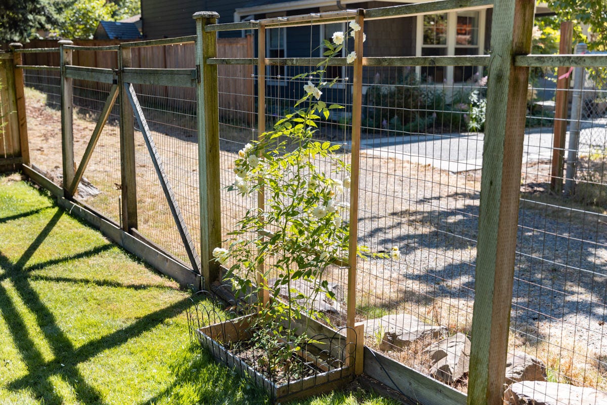 DIY Climbing Rose Arbor