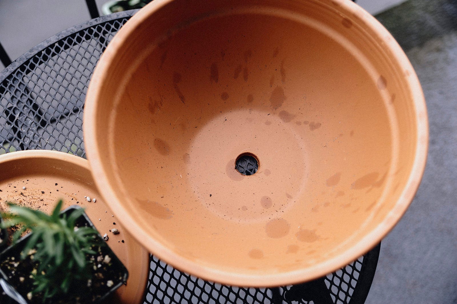 diy herb garden growth