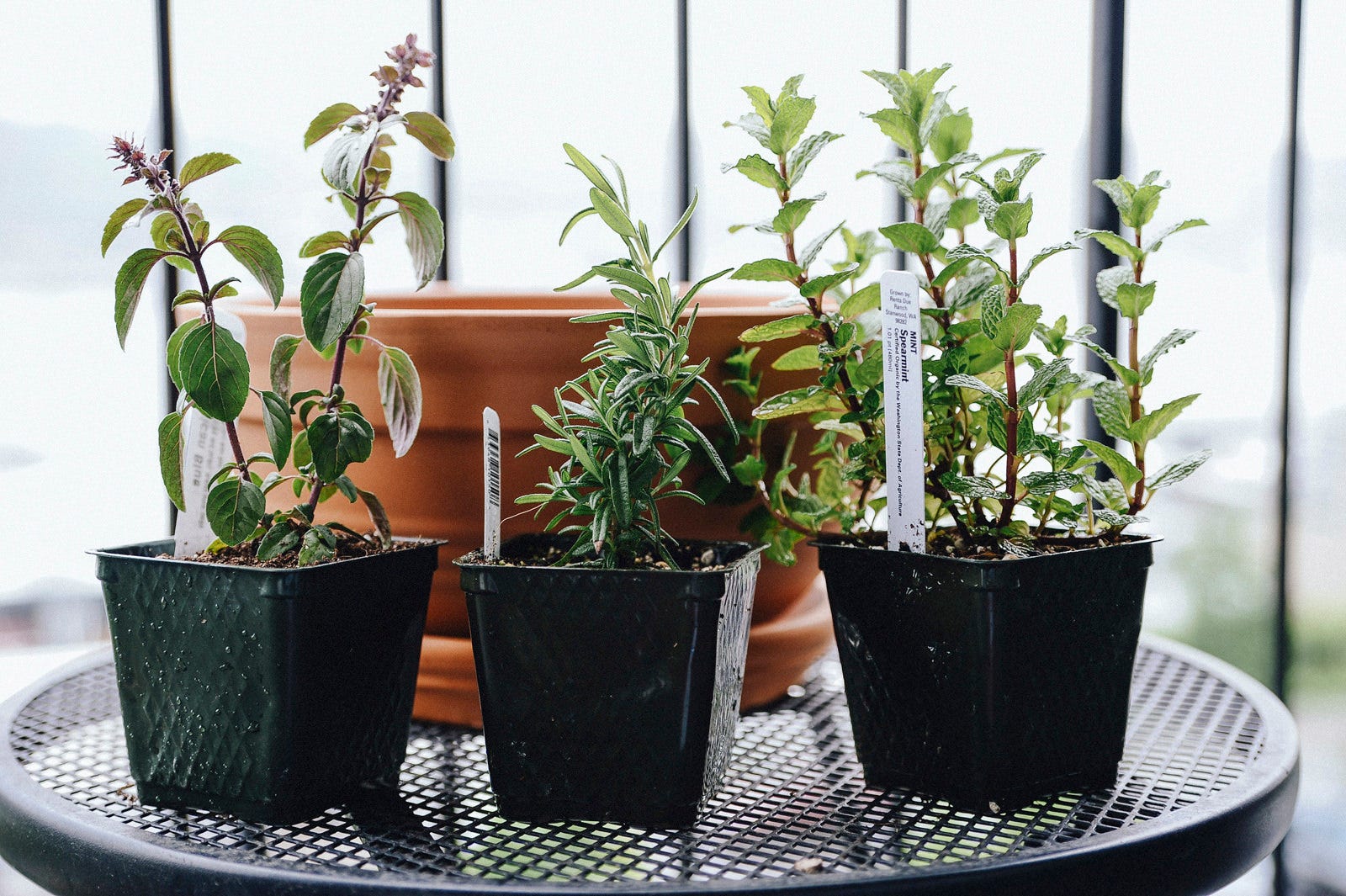 choosing the right herbs for your garden