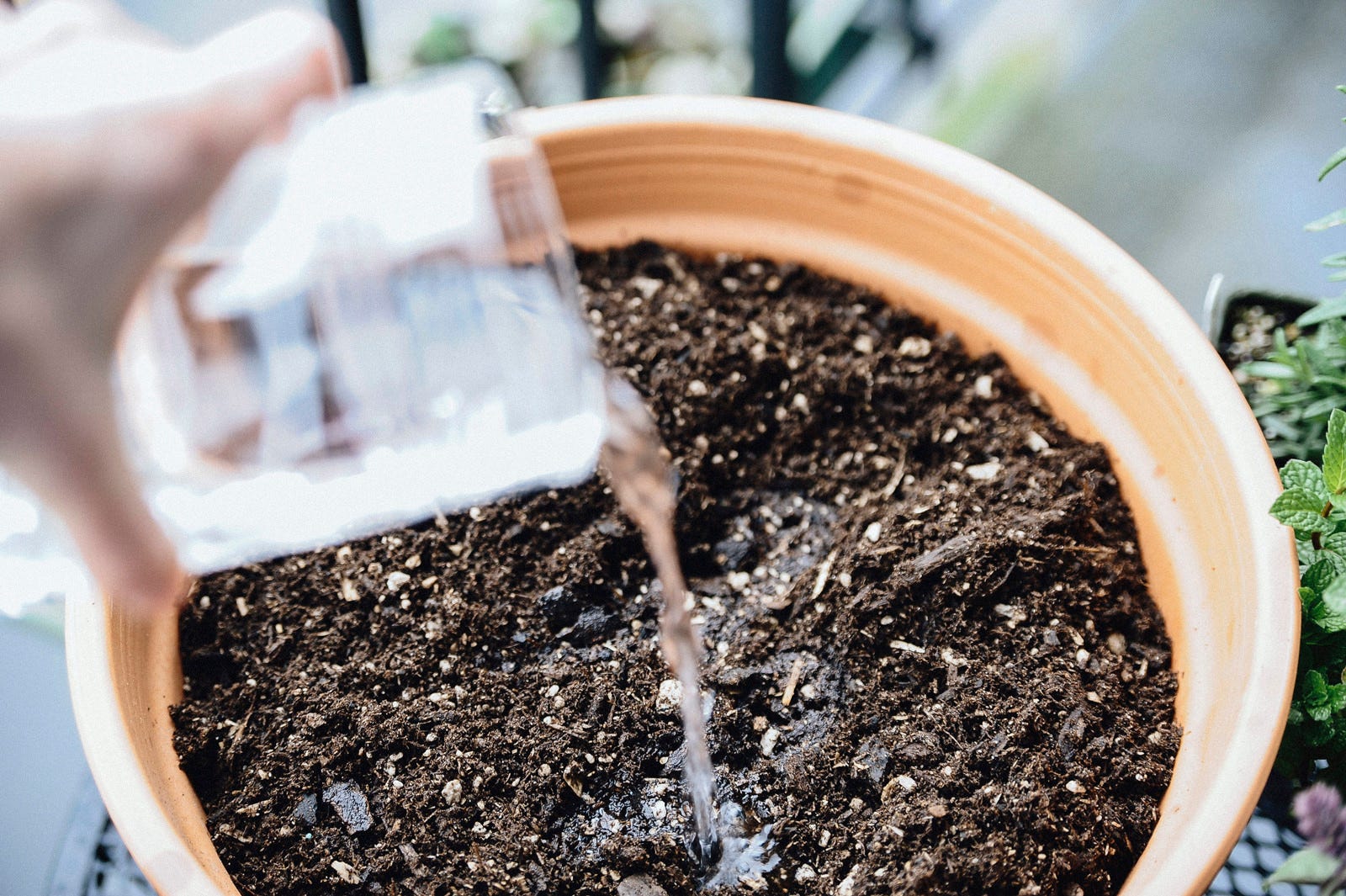 watering herb garden