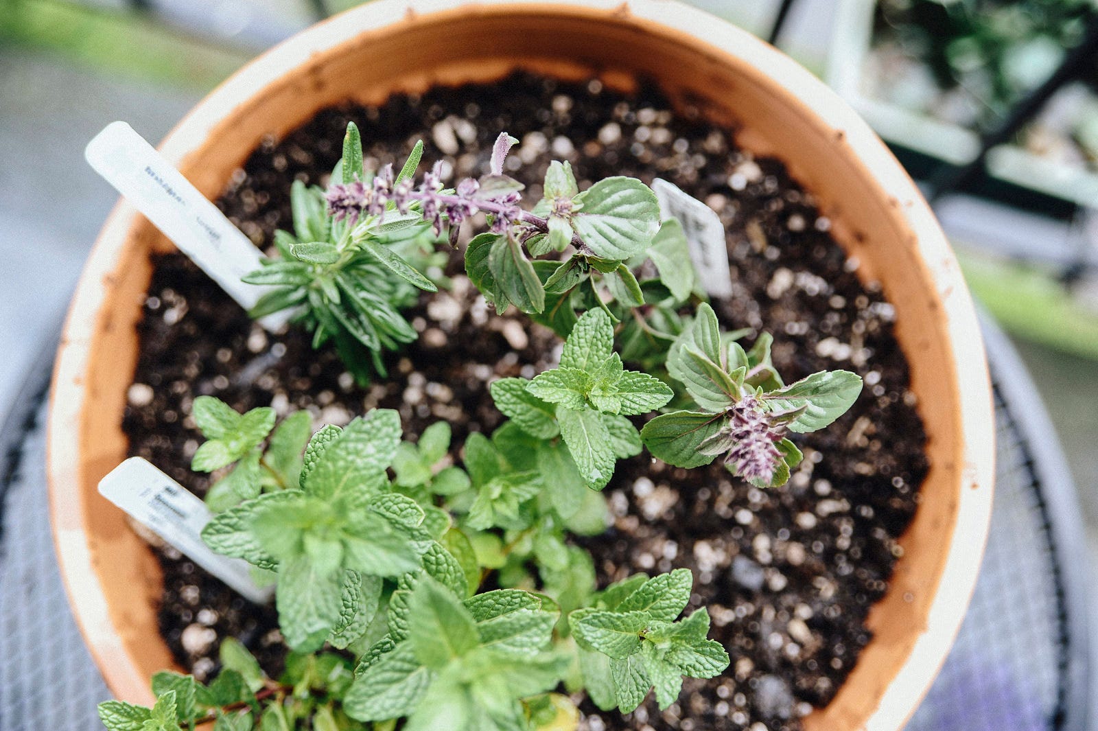 how to grow your herb garden