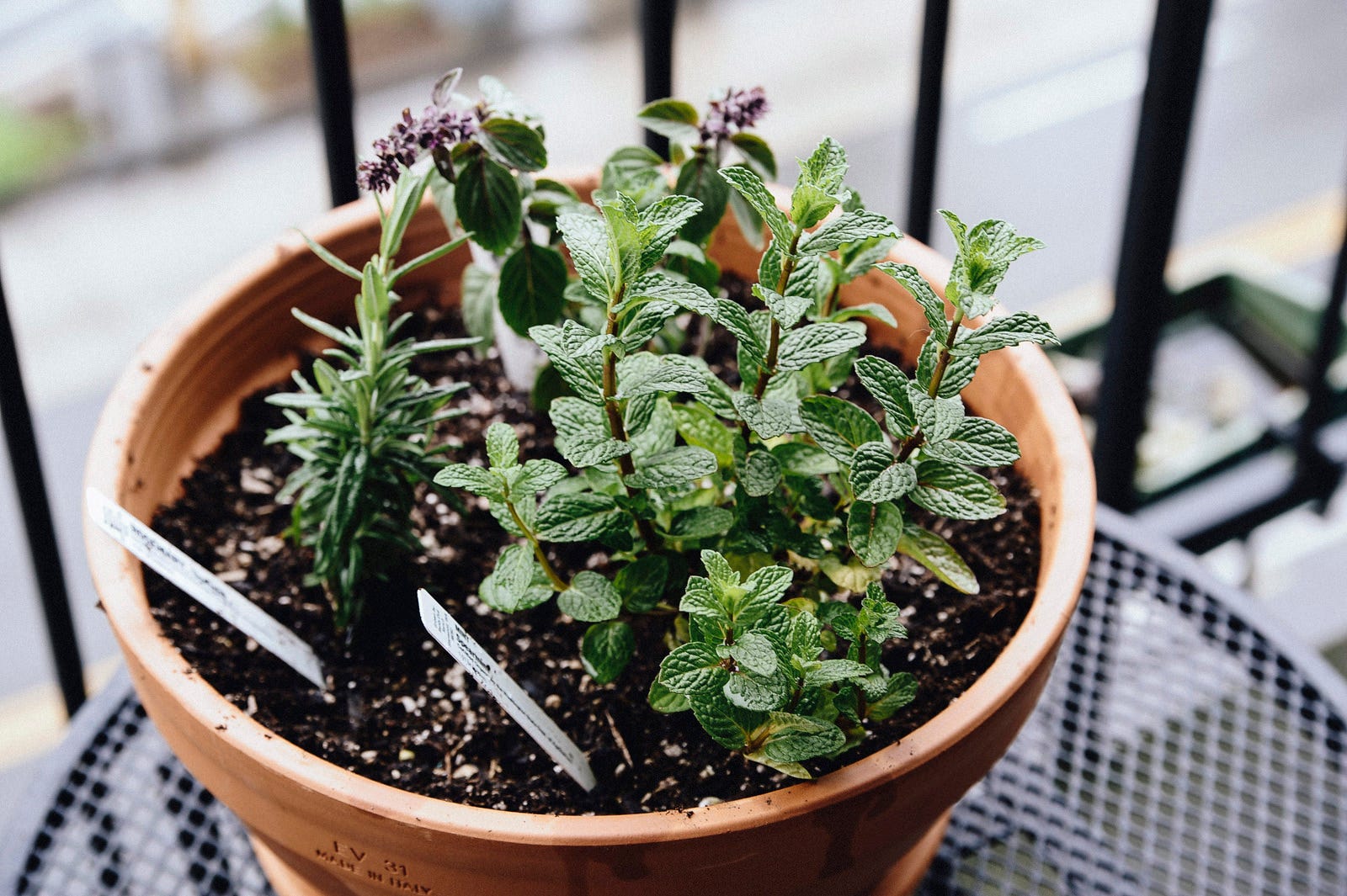 herb garden diy