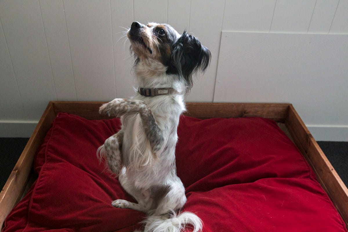 DunnDIY-Seattle-DogBedDraper-04.jpg#asse
