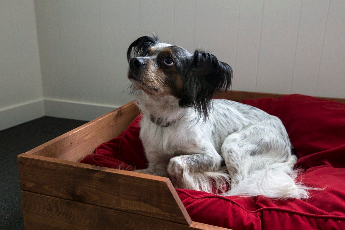 DunnDIY-Seattle-DogBedDraper-08.jpg#asse