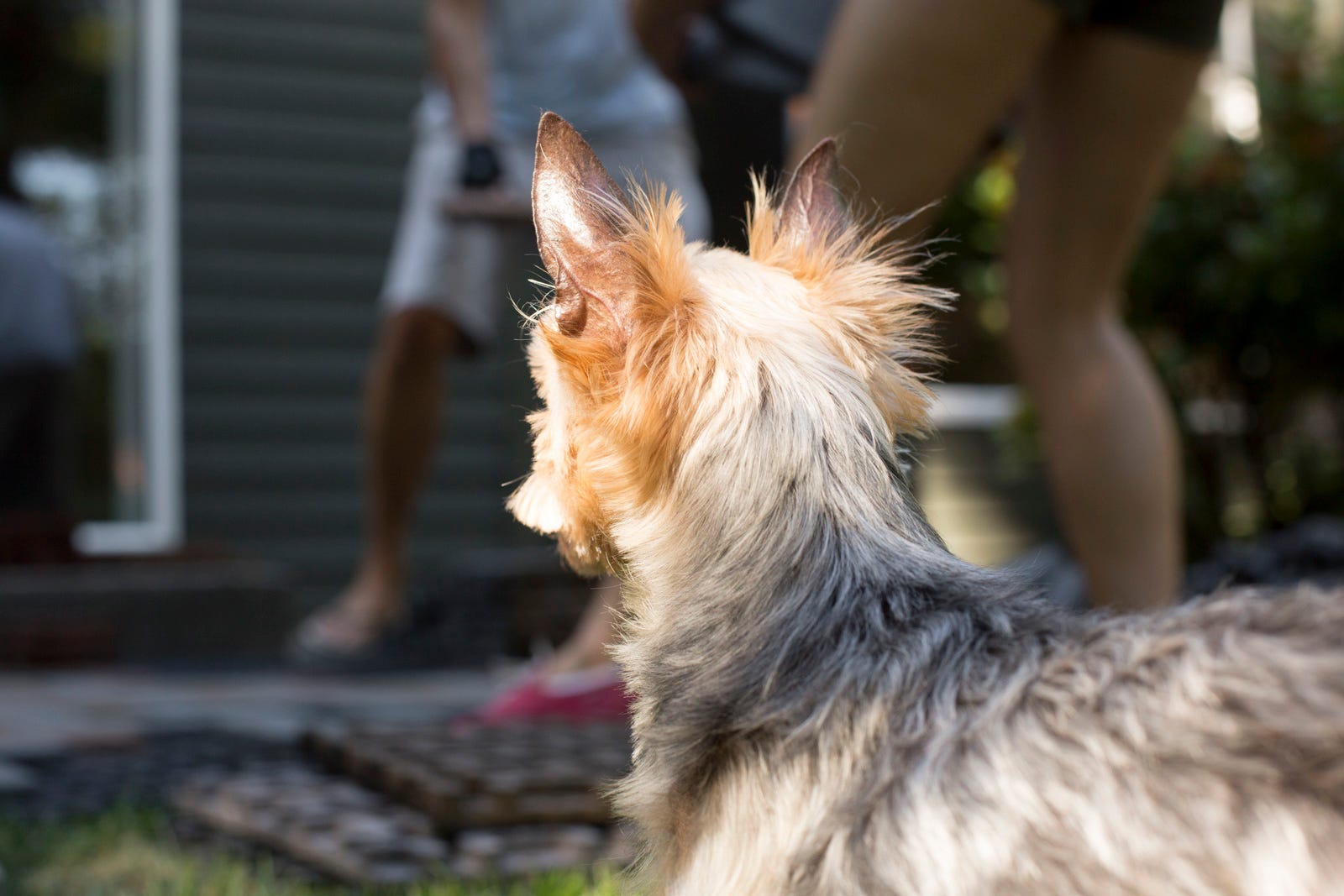 dog watching paver installation