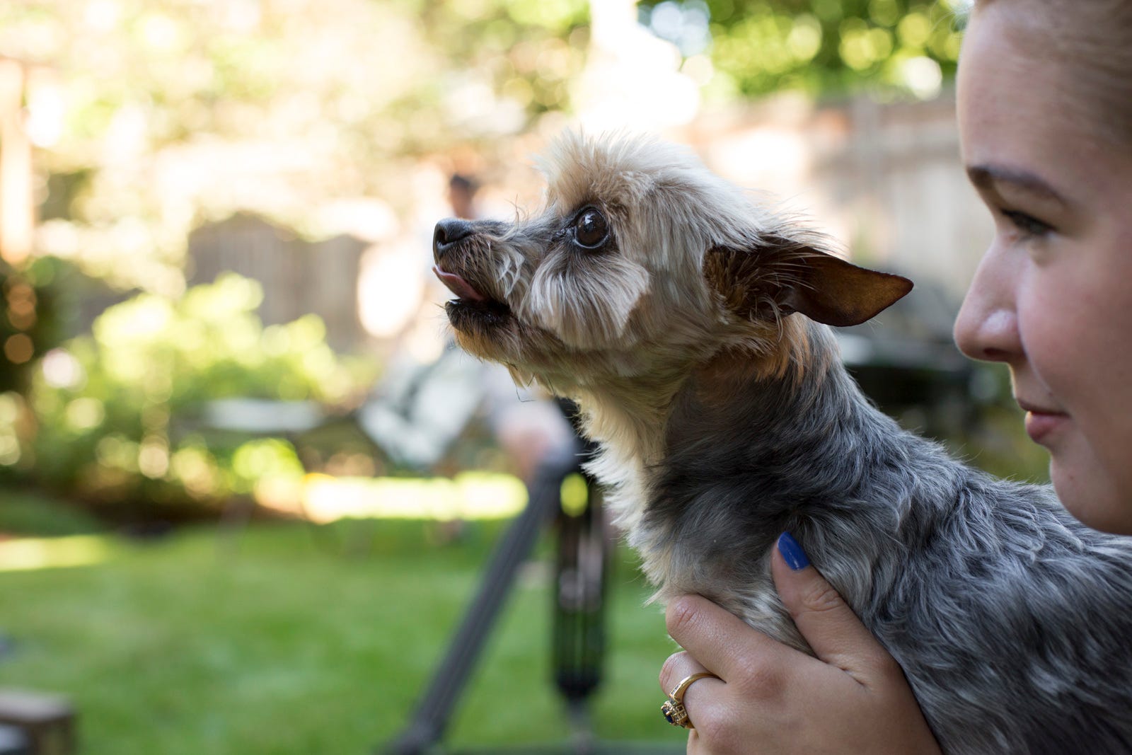 dog