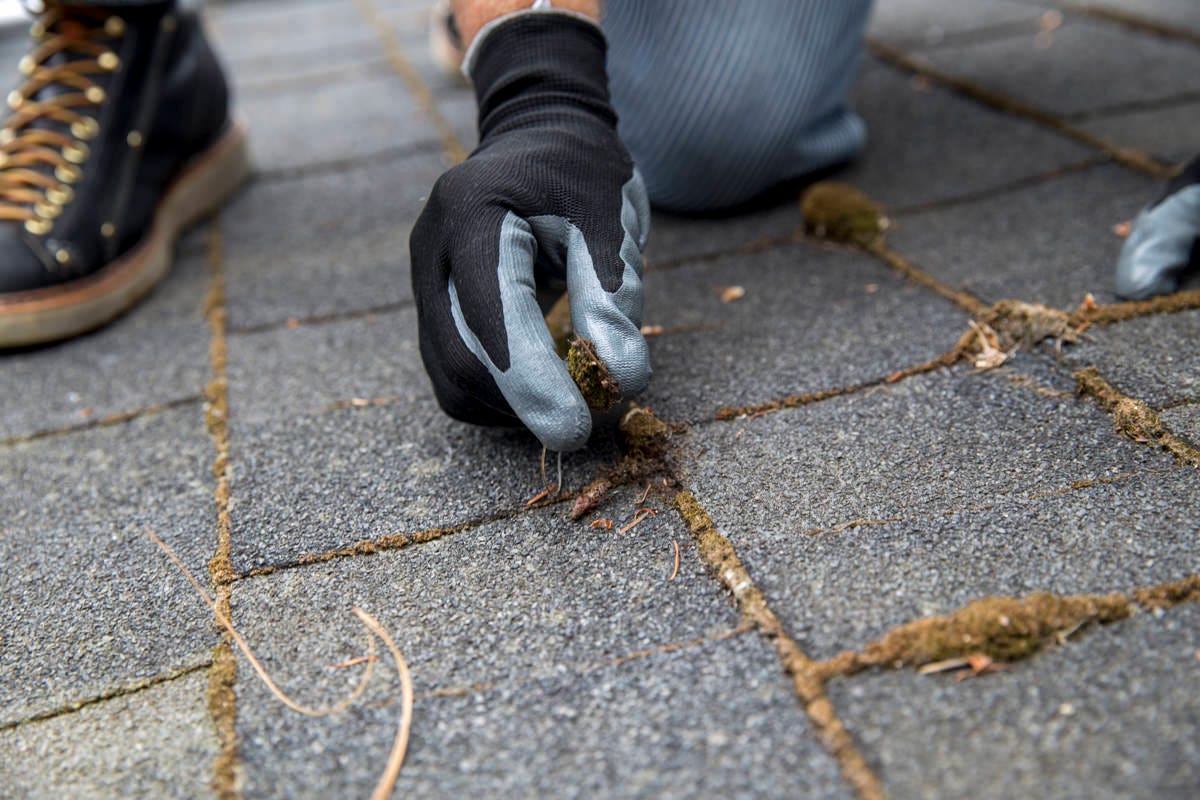 remove moss by hand remove moss by hand
