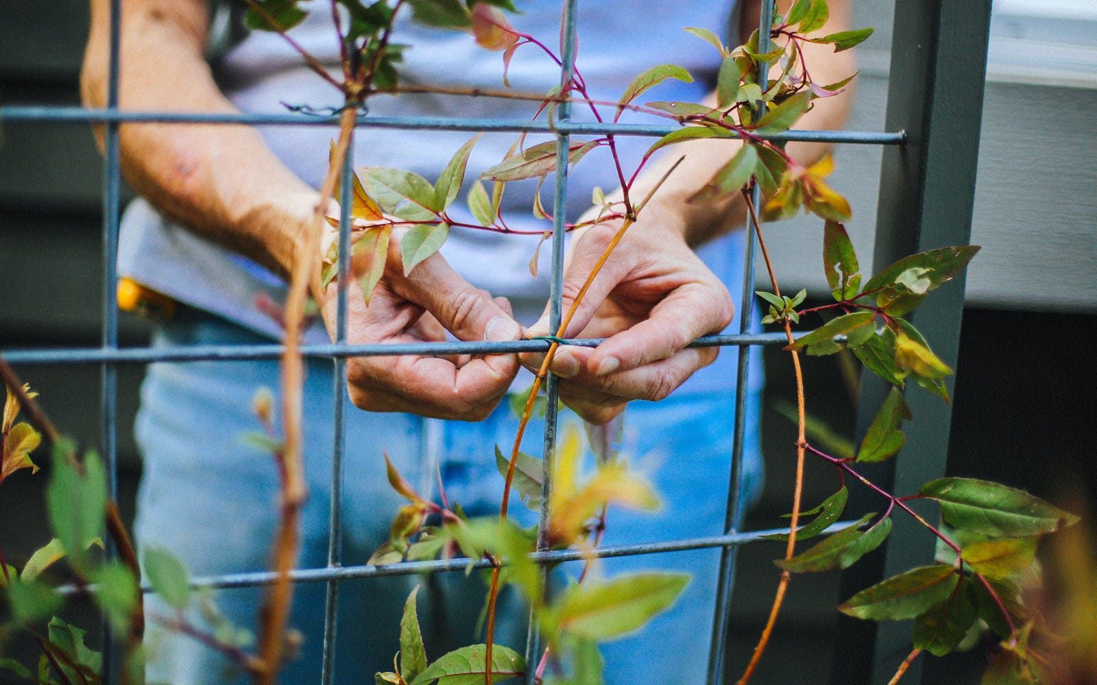 how to build a garden trellis how to build a garden trellis