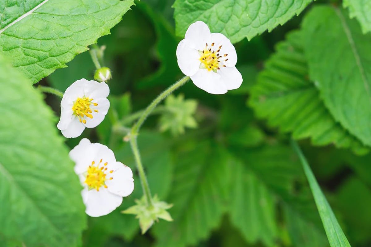 strawberry plant strawberry plant