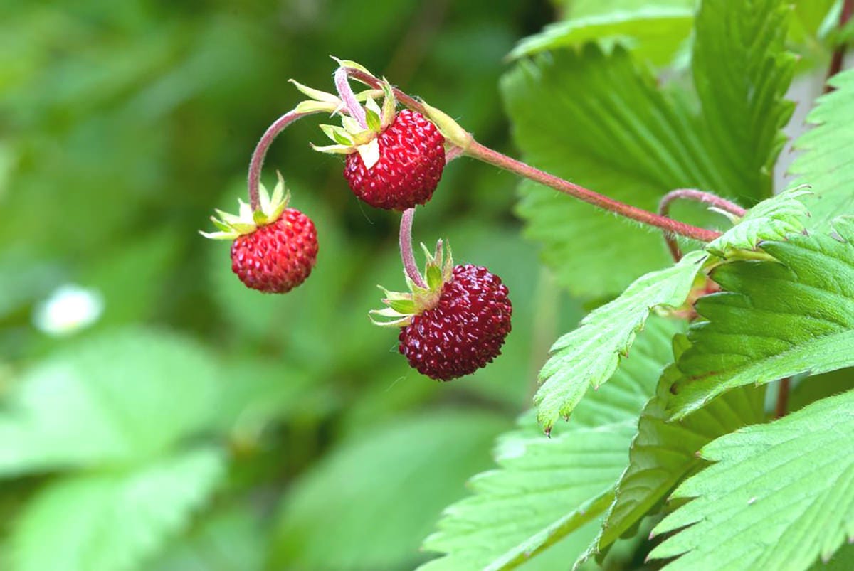 strawberries on the vine strawberries on the vine