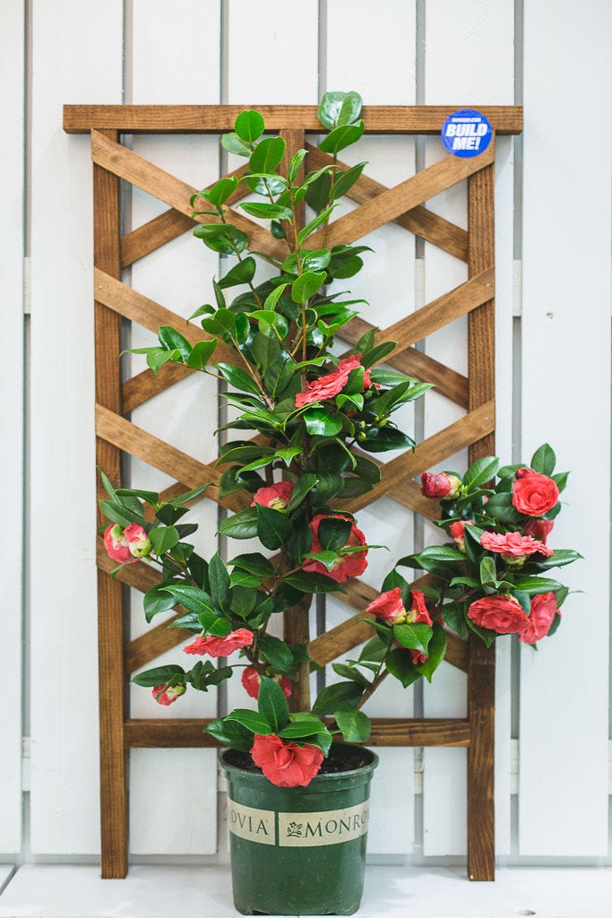 mini garden trellis diy in backyard mini garden trellis diy in backyard